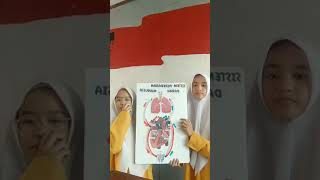 sistem peredaran darah manusia  Chika Anindiya Syati amp Amira Zahrani Purnama [upl. by Alfonse]