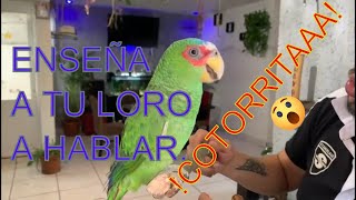 LORO CABEZA BLANCA COMO HACER HABLAR MI LORO [upl. by Asillam902]