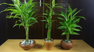 Easiest Way to Grow Lucky Bamboo  How to Propagate Lucky Bamboo [upl. by Anum870]