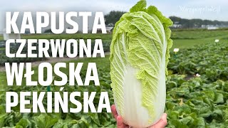 Kapusta czerwona włoska pekińska [upl. by Annekim]