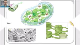 Cloroplastos tipos estructura y función V45 [upl. by Rabjohn]