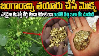 Unknown Facts About Reddy Vari Nanu Balu Tree  బంగారాన్ని తయారుచేసే మొక్క  facts teluguammayi [upl. by Annahsor]