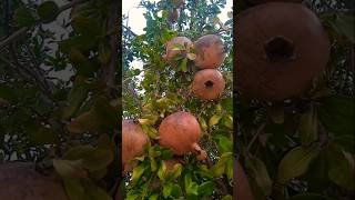 The original pomegranate tree is more than 100 years old [upl. by Anelleh]