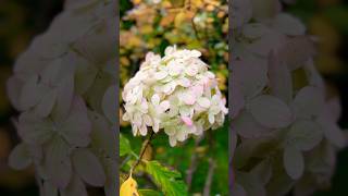 Hortensja bukietowa 🥰🔥 hortensja hortensje hortensien hortensias hortensia [upl. by Karlis]