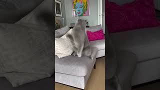 Kuğu gölü balesi yapam dediydim 😂 music dance cat kedi keşfet catlover [upl. by Atonsah]