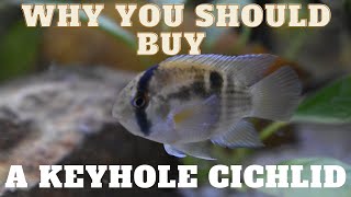 Keyhole Cichlid  The most UNDERRATED Dwarf Cichlid [upl. by Leinaj968]