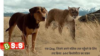 A Dogs Way Home Movie ReviewPlot In Hindi amp Urdu [upl. by Enaillil]