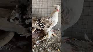 Silver saddle frill 😍❣️pigeon bird kabutars trending foryou viralvideo viralshort trend [upl. by Etep]