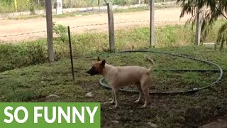 Howling dog sings along to ringing of church bell [upl. by Suivatal]