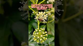 கொரோனா வடிவ பூவா ஜப்பானிய அரளி  Fatsia japonica shorts china tamil flowers [upl. by Attem]