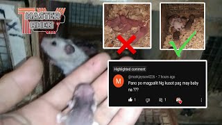 Paano ba mag palit ng kusot pag may baby na ang Mommy Hamster [upl. by Danzig]