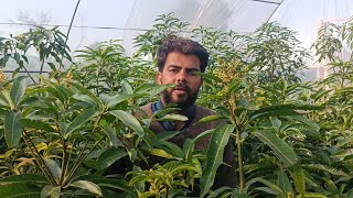 Nadar shah mango plants on Full blooming [upl. by Hinson]