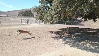 The Packs Idea of Fun Saluki salukis smoothsalukis afghanhounds smoothafghanhounds [upl. by Covell]