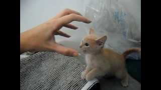 CUTE KITTEN Funnyscared of the claw [upl. by Ediva]