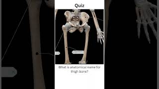 what is the anatomical name for thigh bone whatthighboneanatomyshortsquizshortsfeedbio [upl. by Donelle]