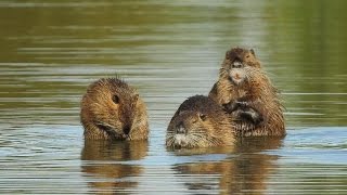 Nutrias Neozoen am Rhein Herbst 2016 [upl. by Ahsieyt452]