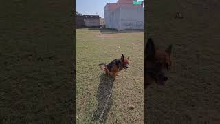 German shepherd dog on morning walk germanshepherd fun pets doglover puppy shorts shortsfeed [upl. by Caesaria678]