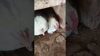 Chicken poultry farm sonali murgi dim farm faumi murgi palon poddoti reviewbangladesh najmul [upl. by Thorr]