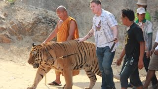 Tiger Temple Thailand [upl. by Mycah]