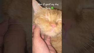 Life in Delhi✨ adopting cat🫶🏻dailyvlog adayinmylife lifeinindia adoption northeast delhi [upl. by Enenstein]