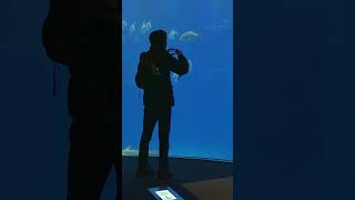 Chinas Aquarium Scandal 🦈Star Whale Shark Exposed as High Tech Imposter 😱🤖🐋 China aquarium fish [upl. by Ailito960]