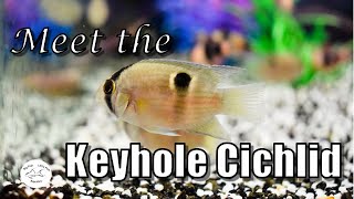 Meet the Keyhole Cichlid  Species Profile [upl. by Min]