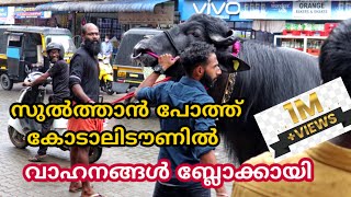 സുൽത്താൻ പോത്ത് ടൗണിലിറങ്ങി വാഹനങ്ങൾ ബ്ലോക്കായി Sulthan bull kerala HLDB BULL [upl. by Detta]