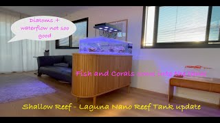 Shallow Nano Reef Tank  Corals and Fish  Laguna Reef [upl. by Maxim]