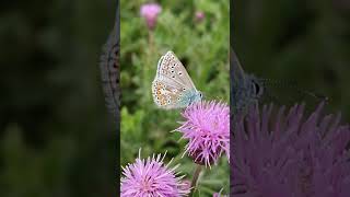 Beautiful underwing pattern Shorts Butterfly Underwing LittleBlue [upl. by Gib]