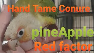 Pineapple Red Factor Yellow Sided Conure pineappleconureparrot handtameparrot [upl. by Uolyram]