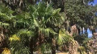 Wilmington NC Botanical Garden Palms [upl. by Akerue893]