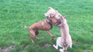 Saarloos Wolfhund mit Ridgeback im Spiel [upl. by Ttevy]