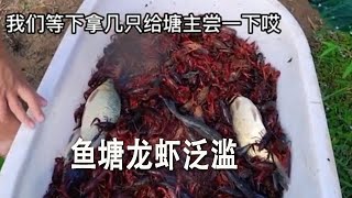 魚塘龍蝦泛濫，花800元下四個地籠開始抓小龍蝦 [upl. by Alexandra]