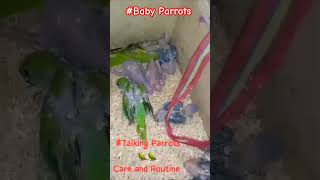 Babyparrots🦜😘 Baby Talking Parrots🦜🥰 indian ringneckparrot baby parrot youtubeshorts shorts [upl. by Gough553]