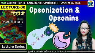 Immunology  Opsonization amp Opsonin  Lecture 30 [upl. by Partridge485]