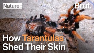 How Tarantulas Shed Their Skin [upl. by Namurt]