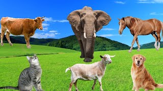 Familiar Animals Goat Cow Horse Cat Dog Duck  Animal Sounds [upl. by Ondine]