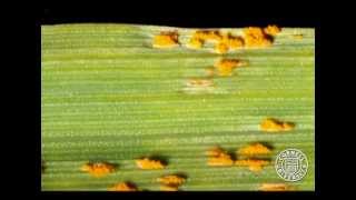 Oat leaf infected by Puccinia coronata [upl. by Ynaffyt]