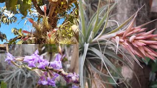 🔴 TILLANDSIAS CULTIVOFLORAÇÃOflores tillandsia cultivo [upl. by Camel899]