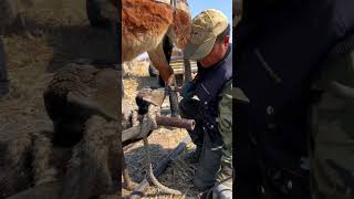 The most traditional way to install horseshoes horsehoof [upl. by Landri]