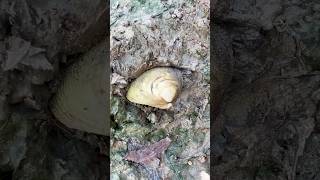 Unpredictable pearls in clam found bollywood pearl clam [upl. by Nahor788]