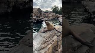 Hungry Sea Lions are barking like dogs sealion seaworldOrlando barkingsealion [upl. by Biddick]