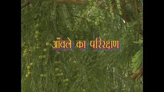 Krishi Darshan I Shelter of Amla I Amlas Properties Benefits and Uses [upl. by Nahtanoj]