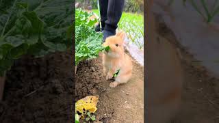 Lets walk the rabbit in the vegetable garden Cute pet debut plan Rabbit rural cute pet [upl. by Chaves]