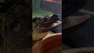 SAILFIN DRAGON ASMR 🐲🐁🎧🚨 sailfindragon feeding asmrsounds reptiles angahnosaurus [upl. by Taddeo]