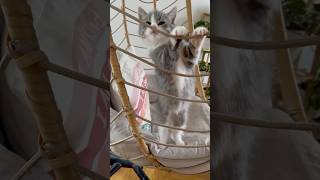 Maxine 85 weeks mainecoonkitten ragdollmix dance eyesonyou [upl. by Nwahsat]