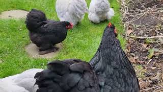 Pekin Bantams Bantam ChickensLavender Pekin s enjoying cold January morning [upl. by Aseela946]