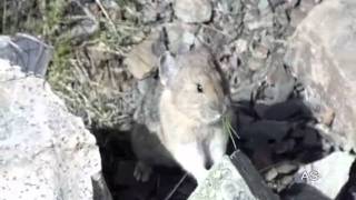 Ochotona princeps Pika Banff National Park 92010Antonio Silveira [upl. by Phiona235]