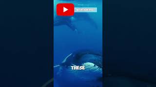 Whale Songs Can Travel Thousands of Miles 🐋🎶shorts ocean whale facts funfacts [upl. by Leunamme488]