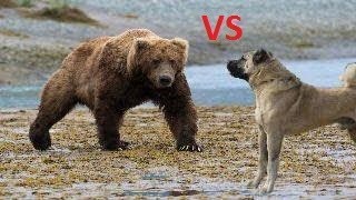 Koyunlara Saldıran Dev Ayı Kangal Köpekleri Tarafından Kovalanıyor  Kangal Dogs vs Giant Bear [upl. by Deron176]